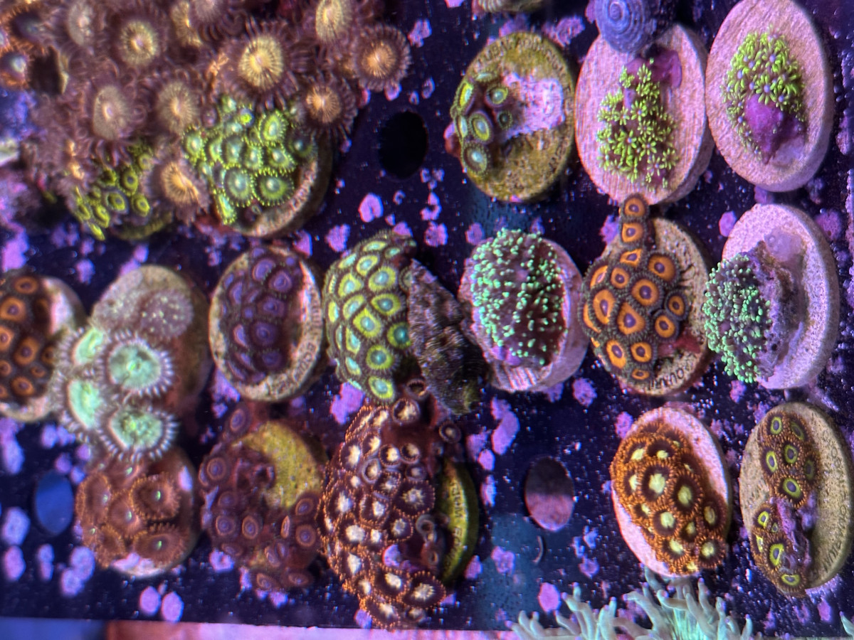 Gone Fishing Fish & Corals