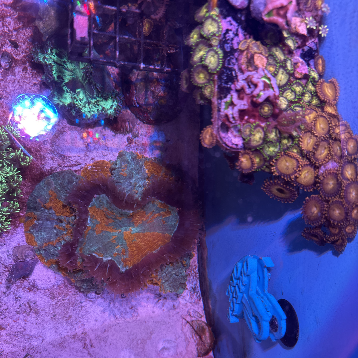 Gone Fishing  Fish & Corals