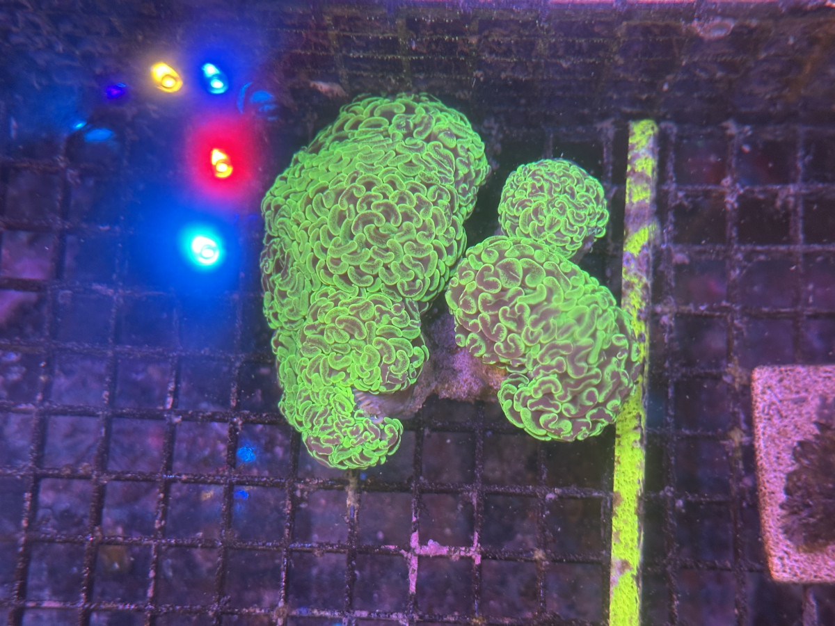 Gone Fishing Fish & Corals