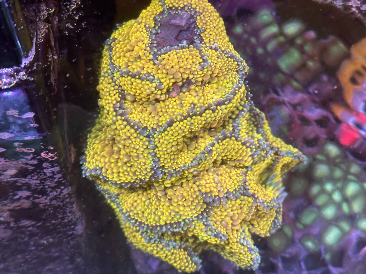 Gone Fishing Fish & Corals