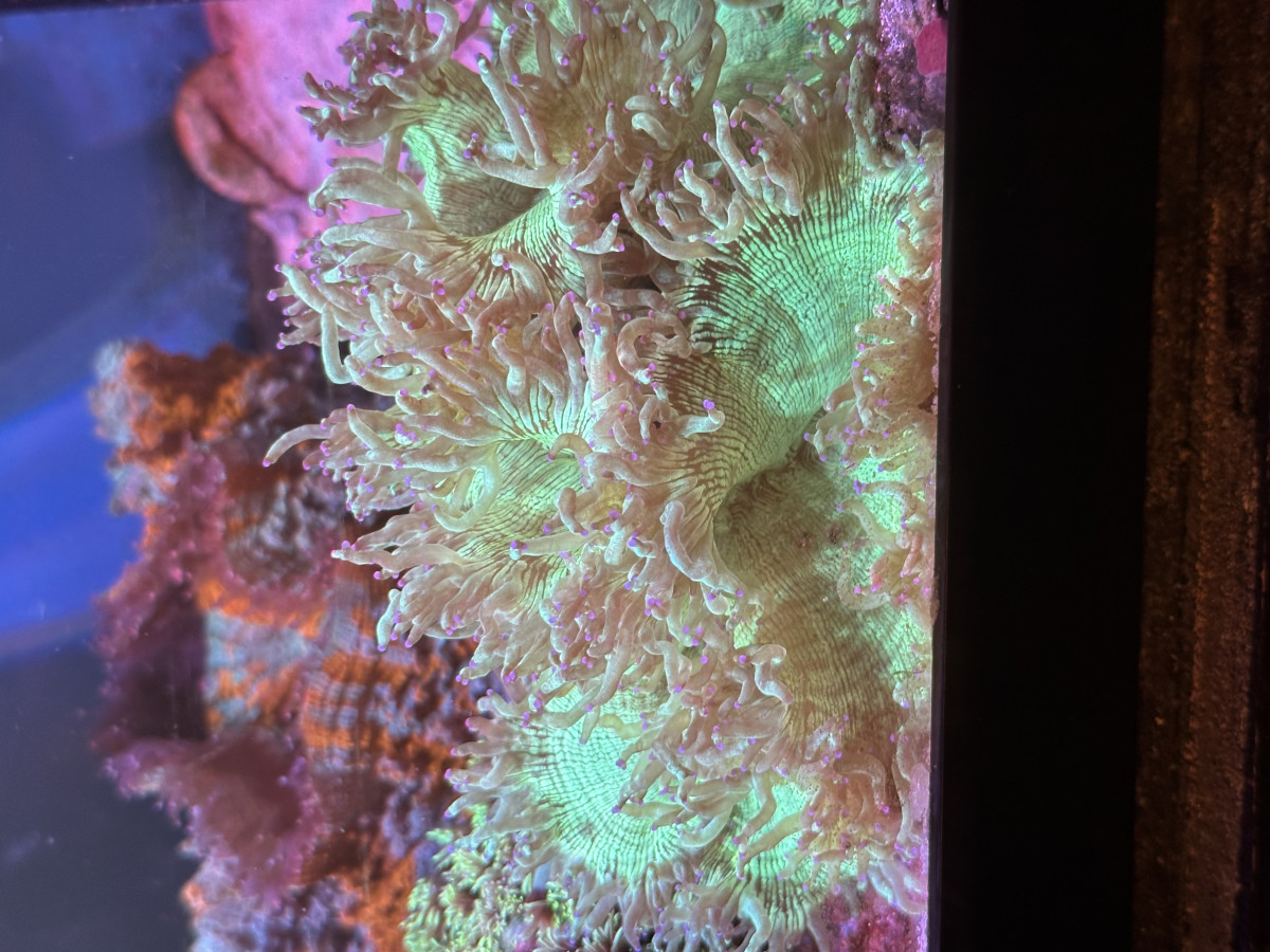 Gone Fishing Fish & Corals