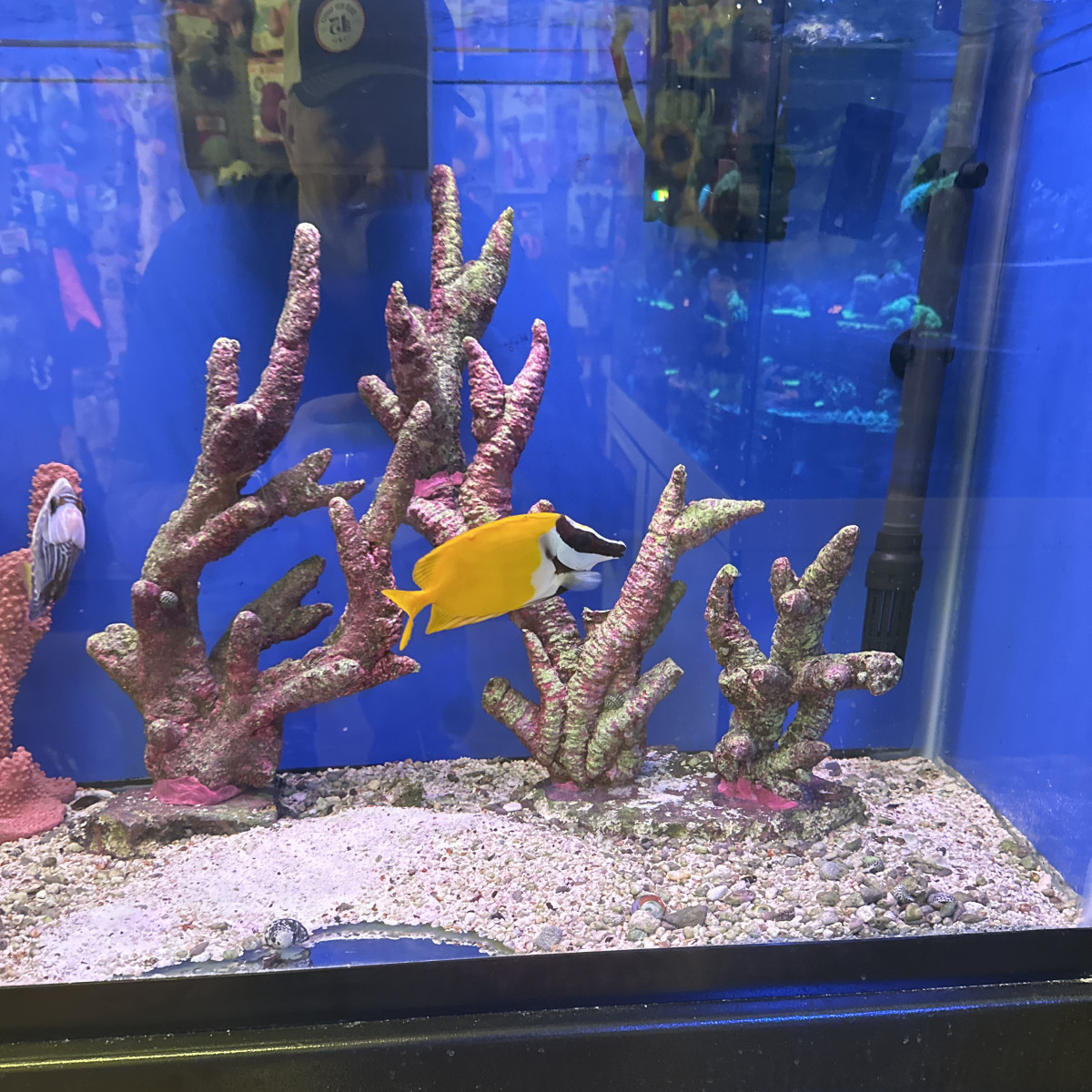 Gone Fishing Fish & Corals
