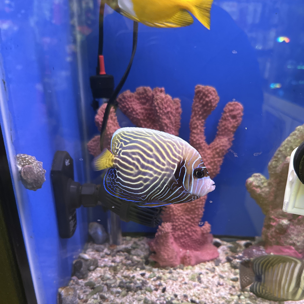 Gone Fishing Fish & Coral
