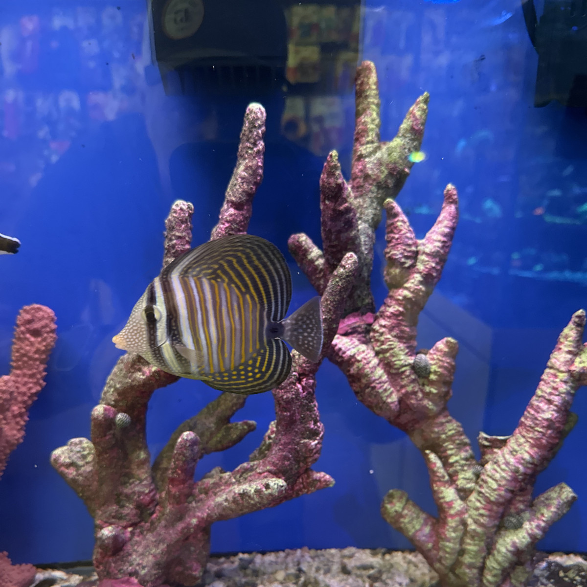 Gone Fishing Fish $ Coral