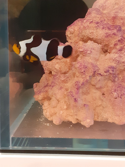 Gladiator Oscellaris Clownfish