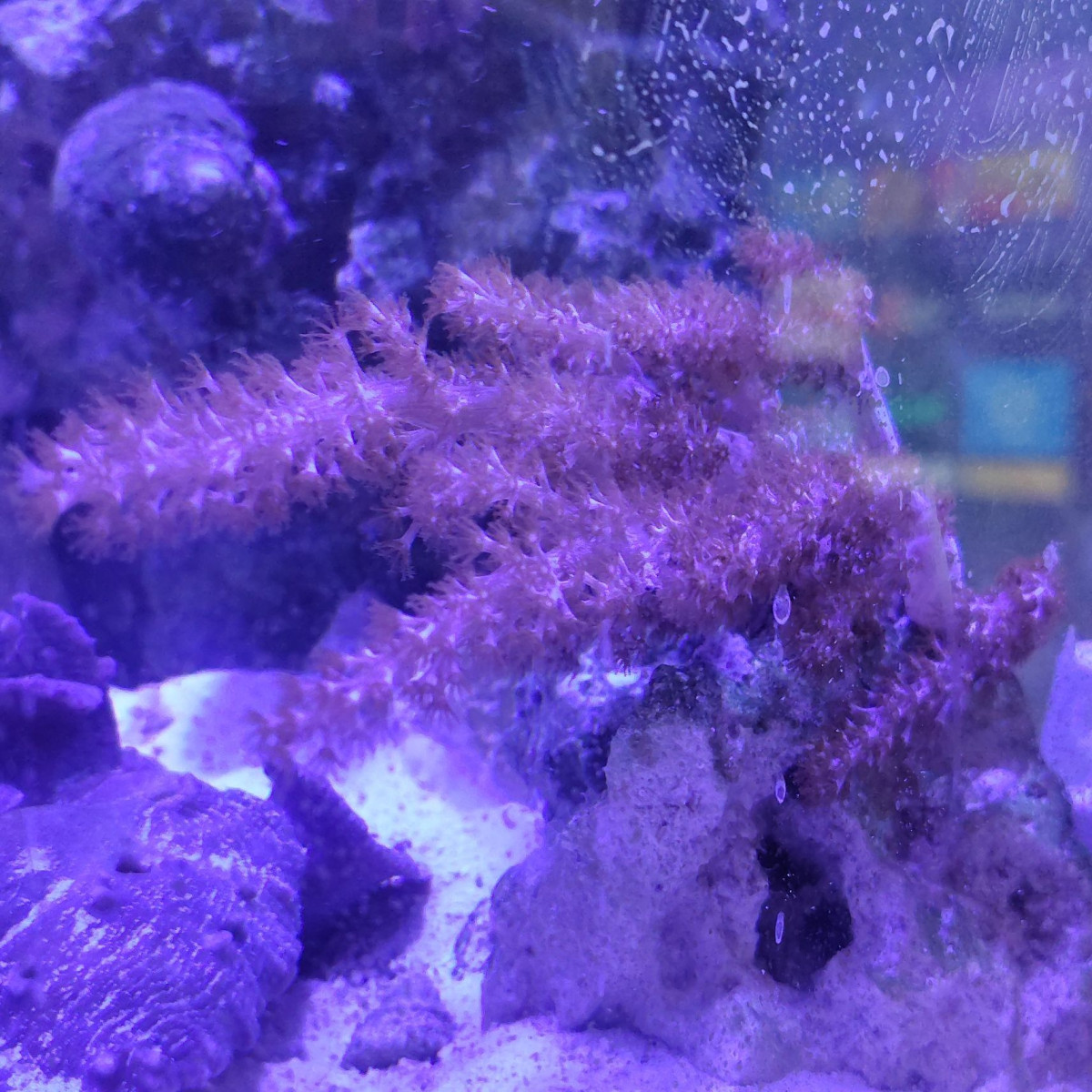 Kenya tree soft coral