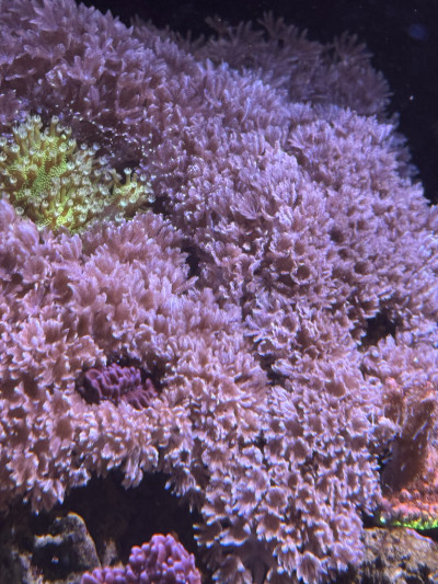 Pulsing Pom Pom Xenia Coral