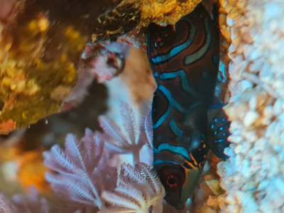 Fish Library Preview