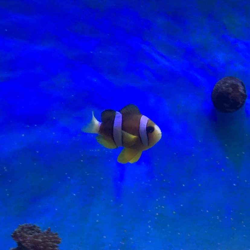 Clark's anemonefish