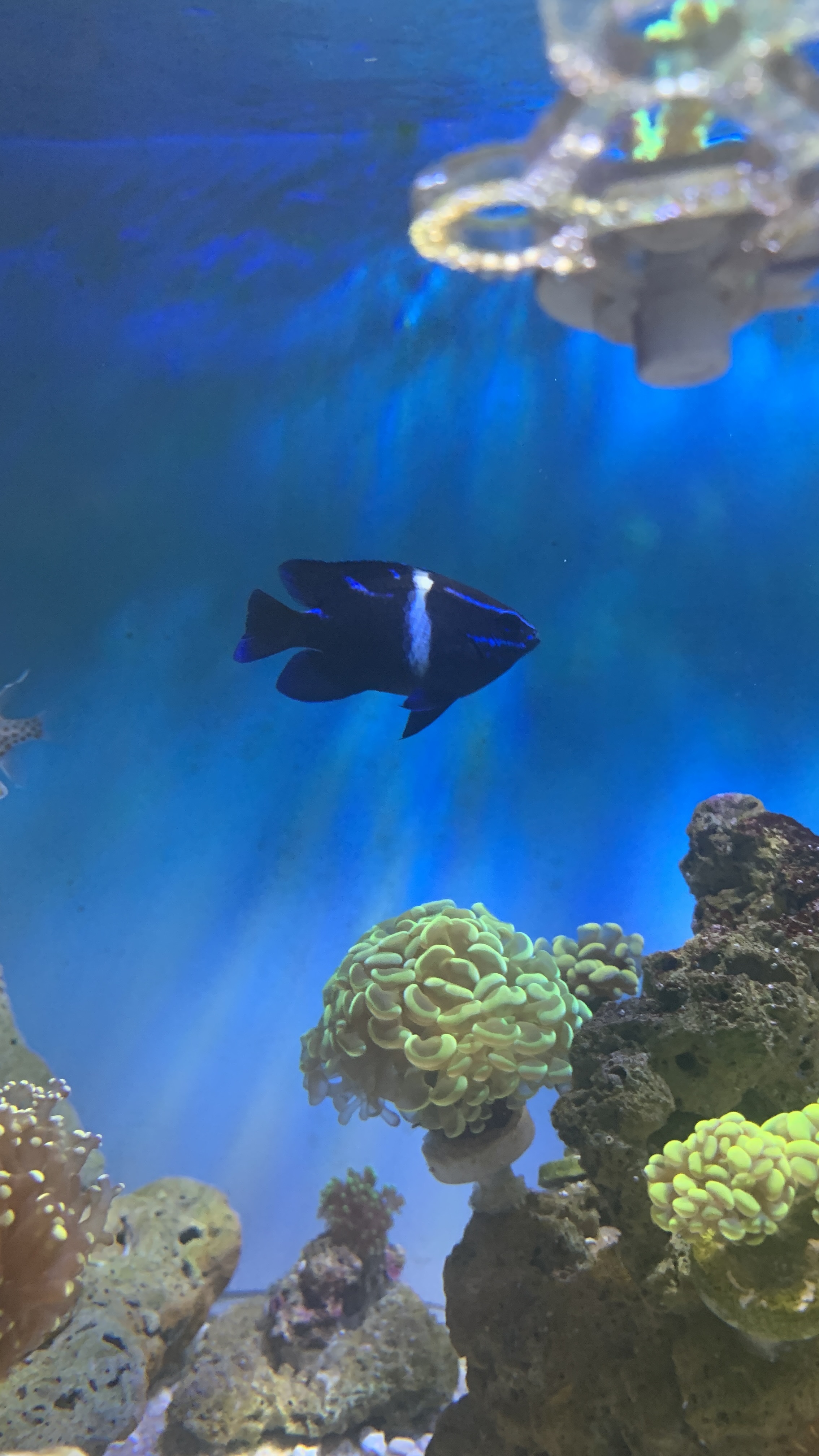 Blue Velvet Damsel