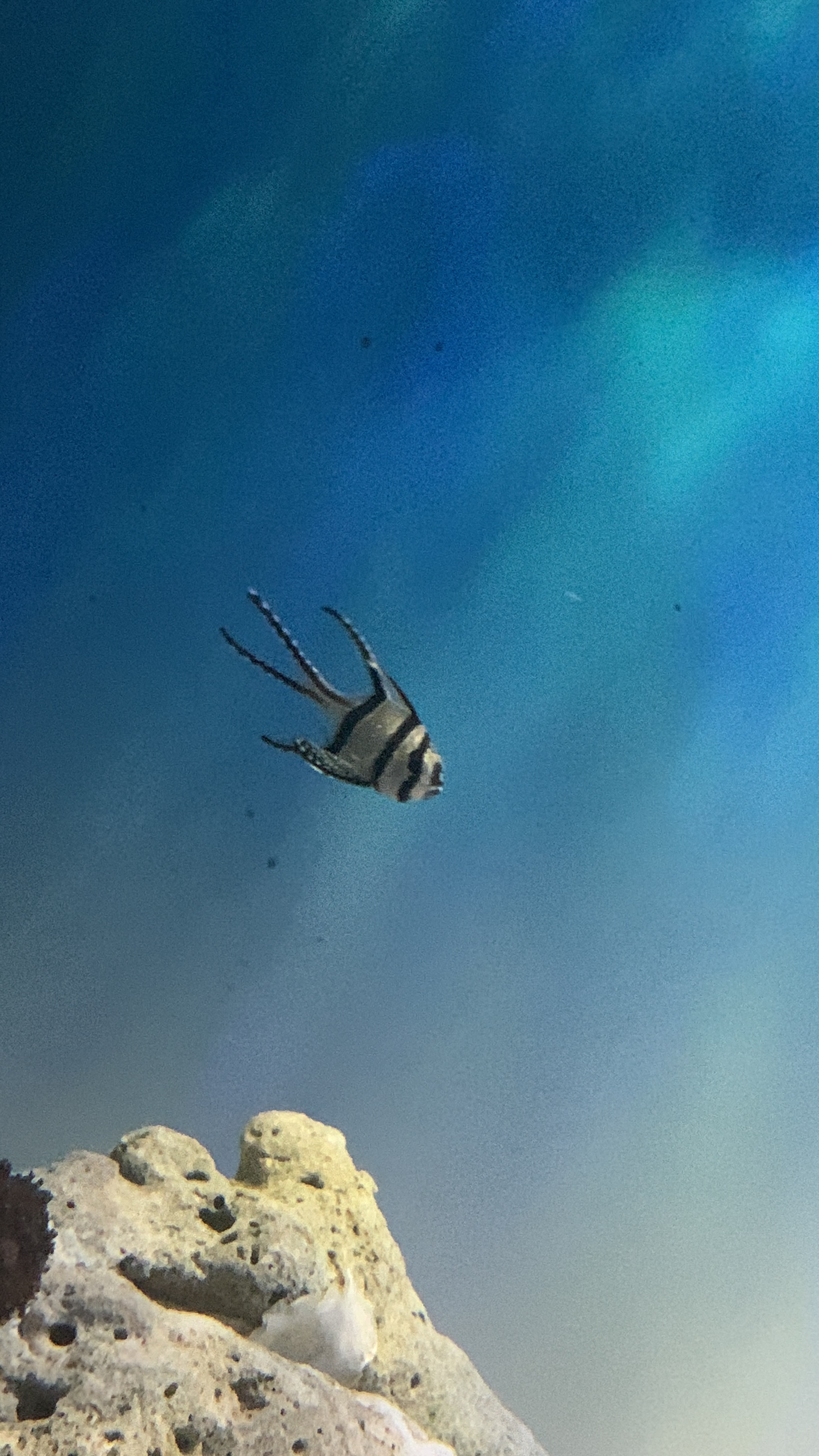 Banggai cardinalfish