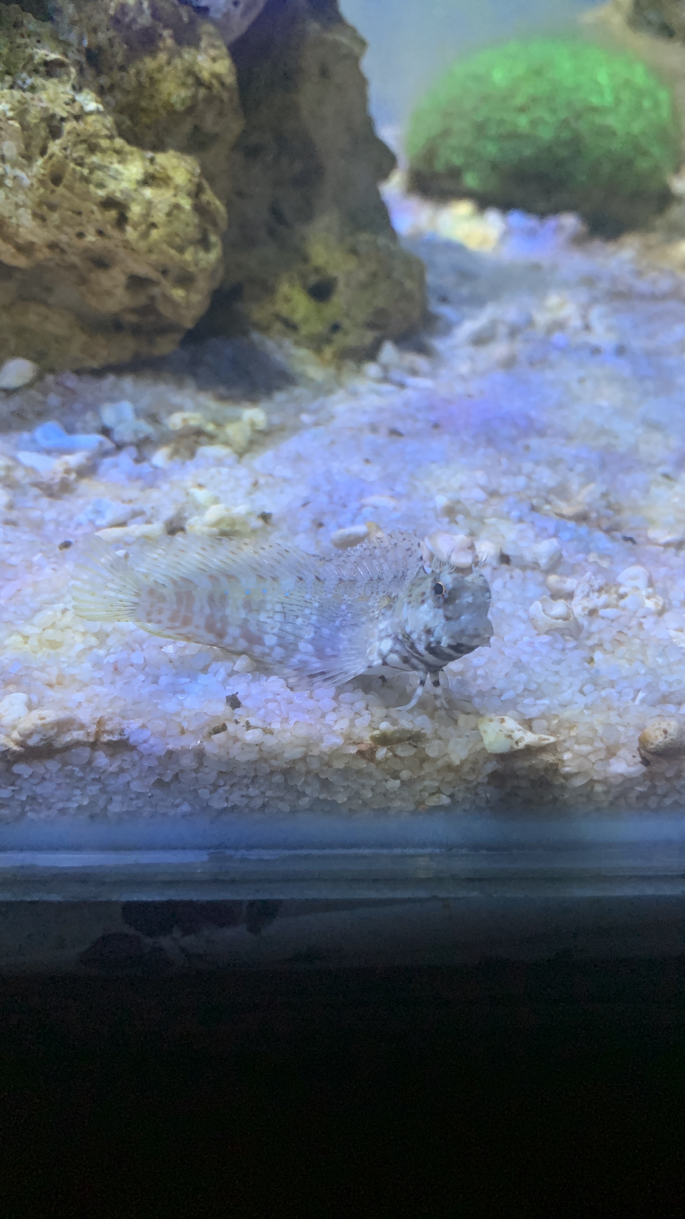 Lawn Mower Blenny