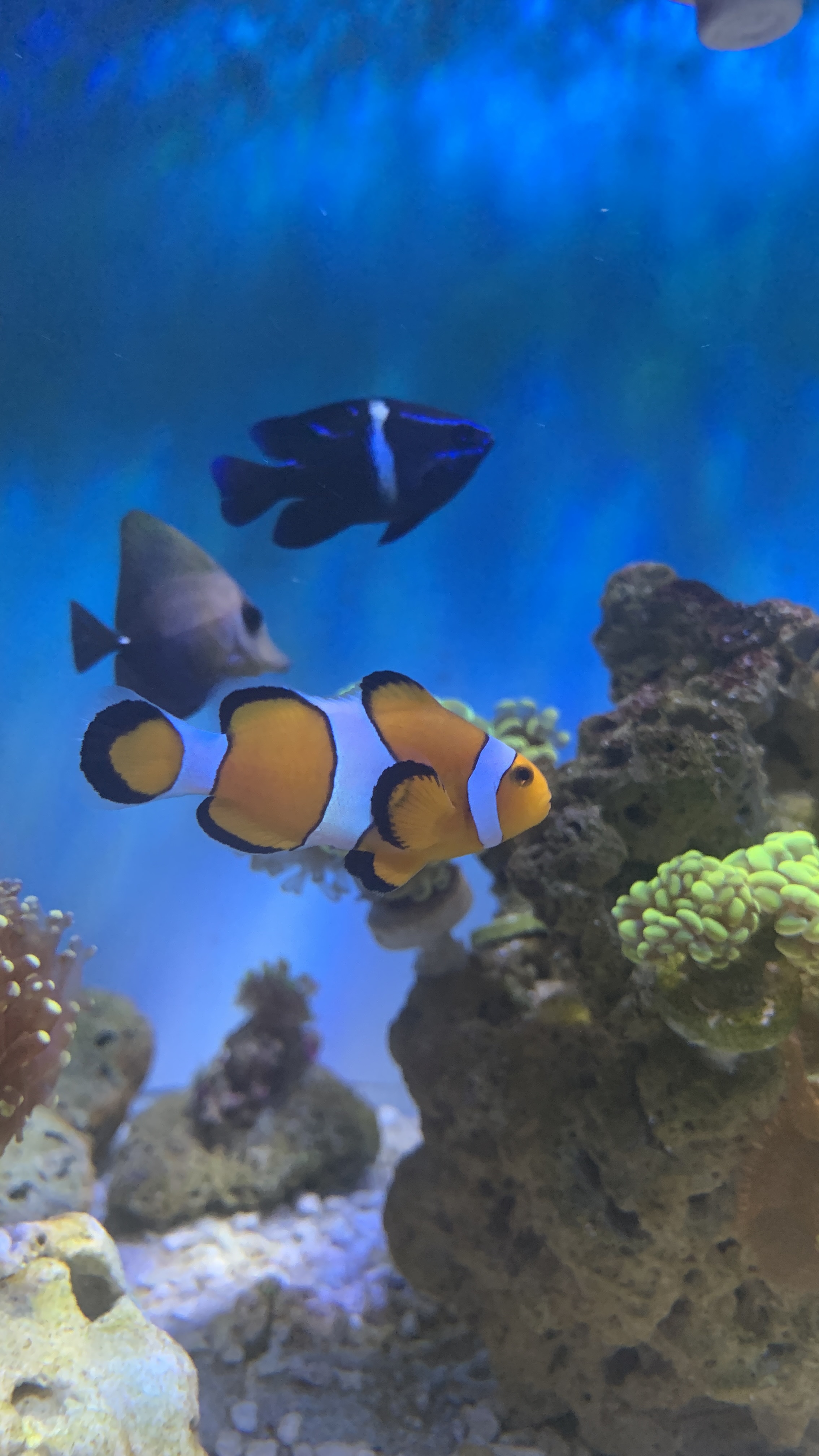 Fancy Ocelllaris