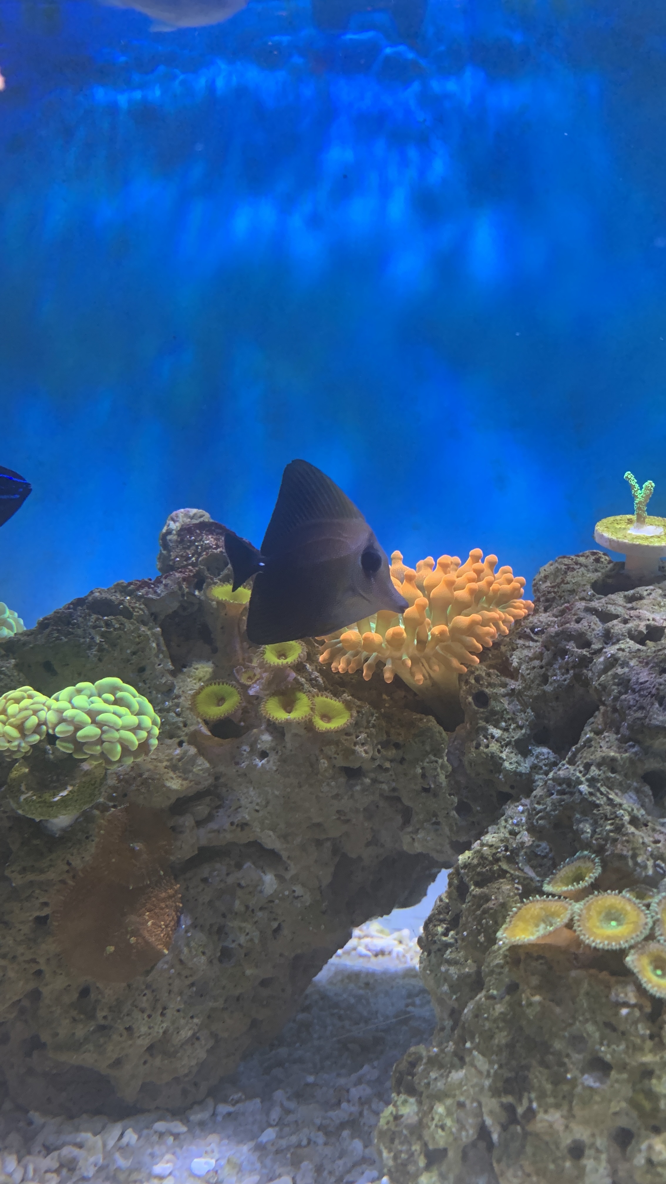 Koi Tang