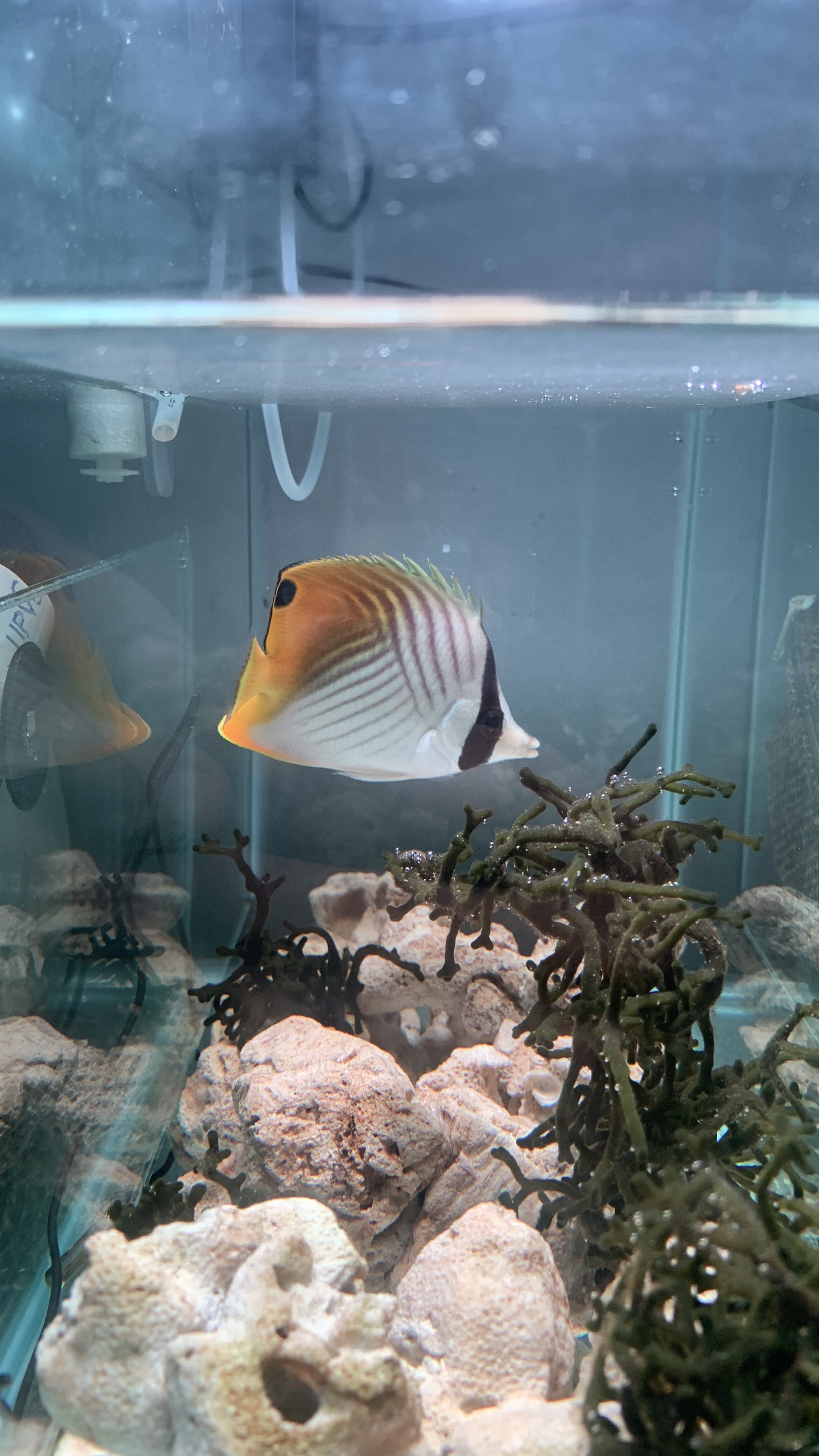 Augaria Butterflyfish