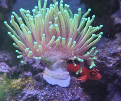 Coral Library Preview