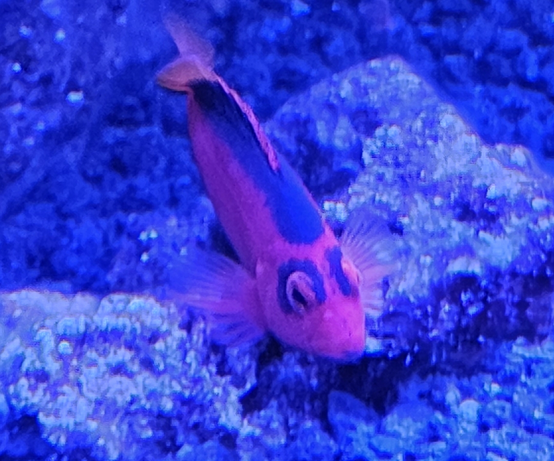 Flame Hawkfish