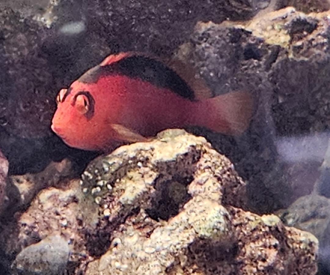 Flame Hawkfish