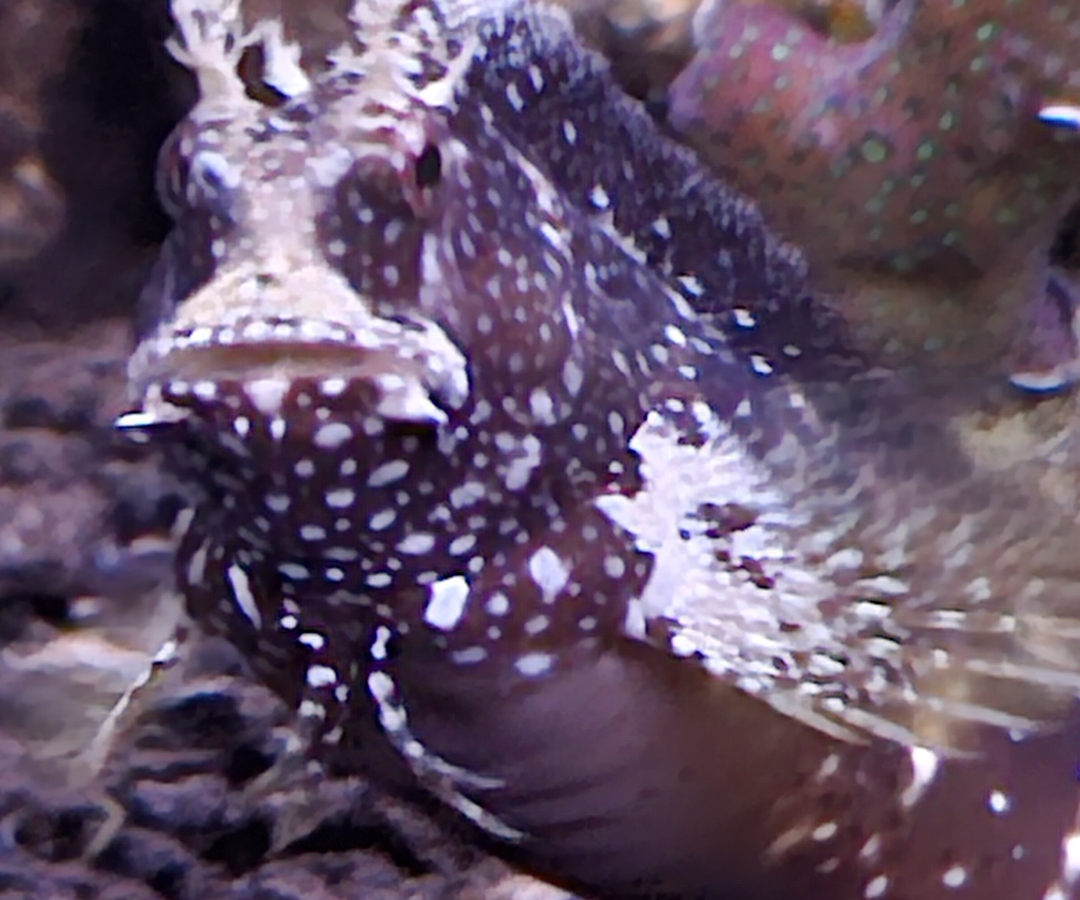 Disco Blenny