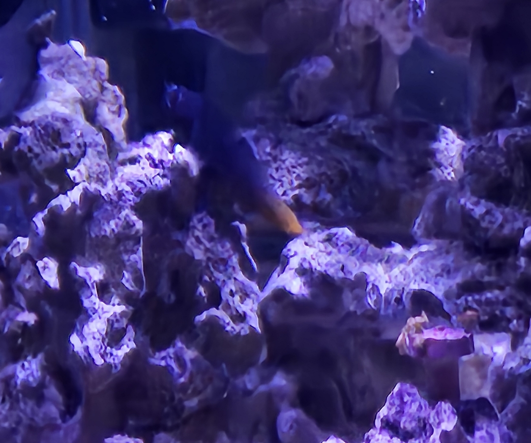 Bicolor Blenny