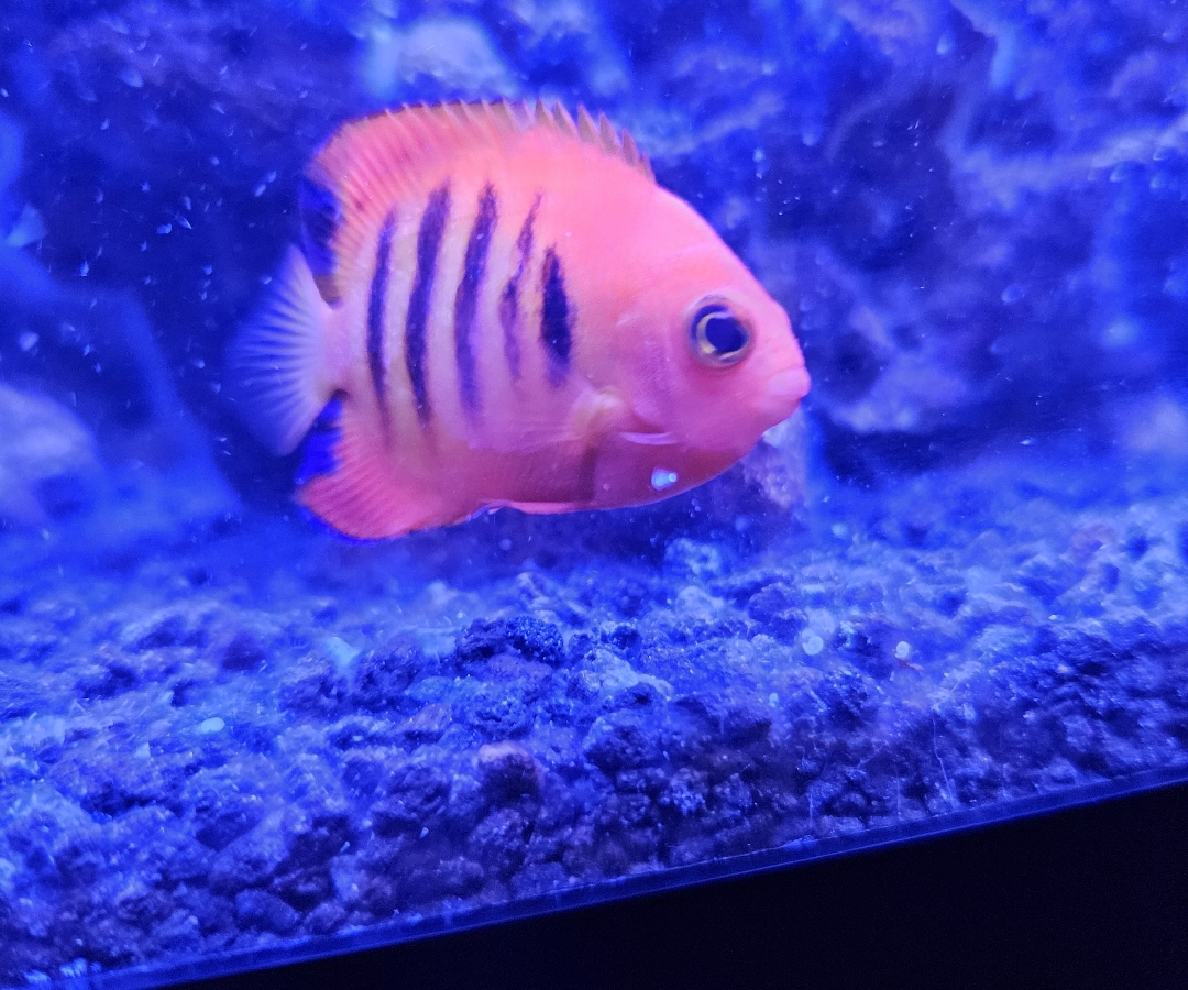 Flame Angelfish