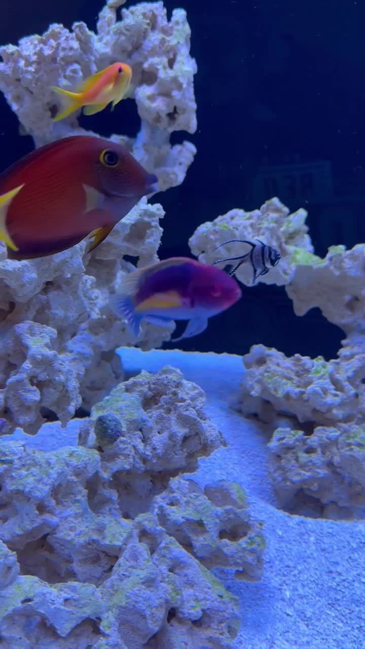 Yellow/Purple Wrasse