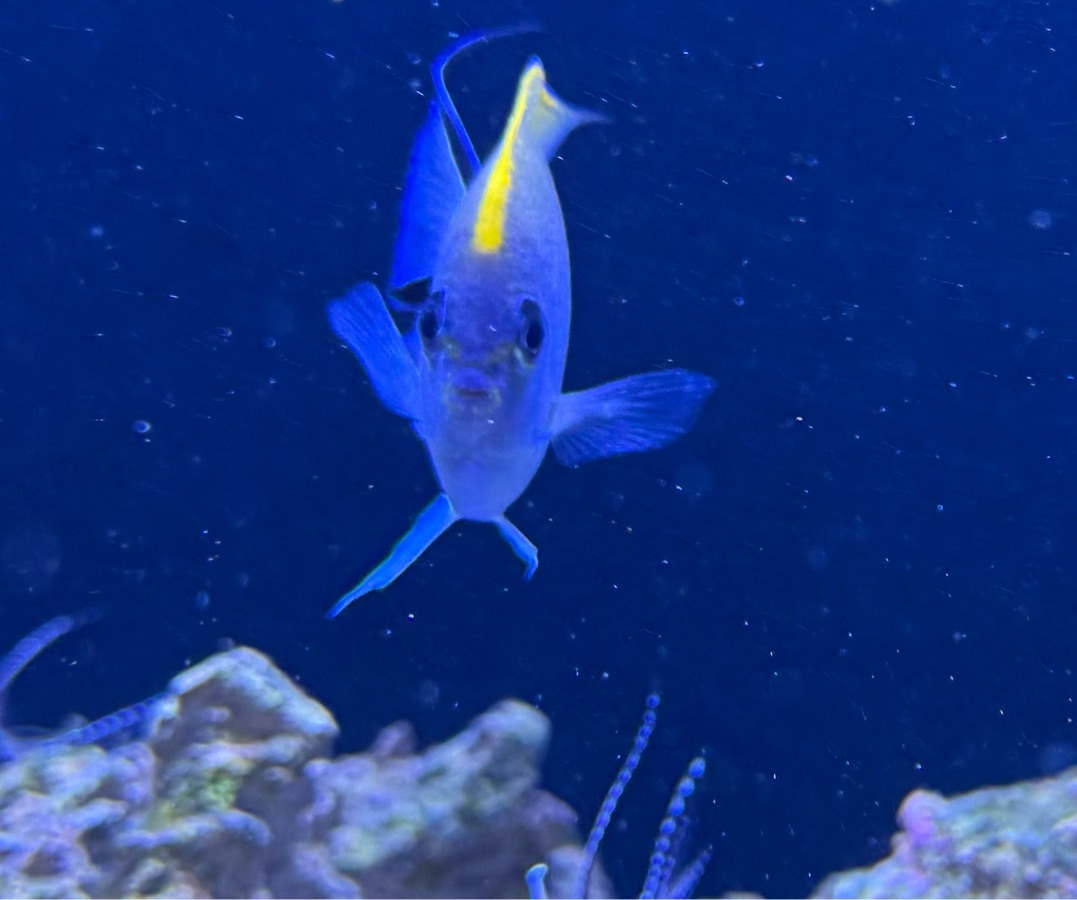 Japanese Swallowtail Angelfish