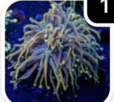 Coral Library Preview