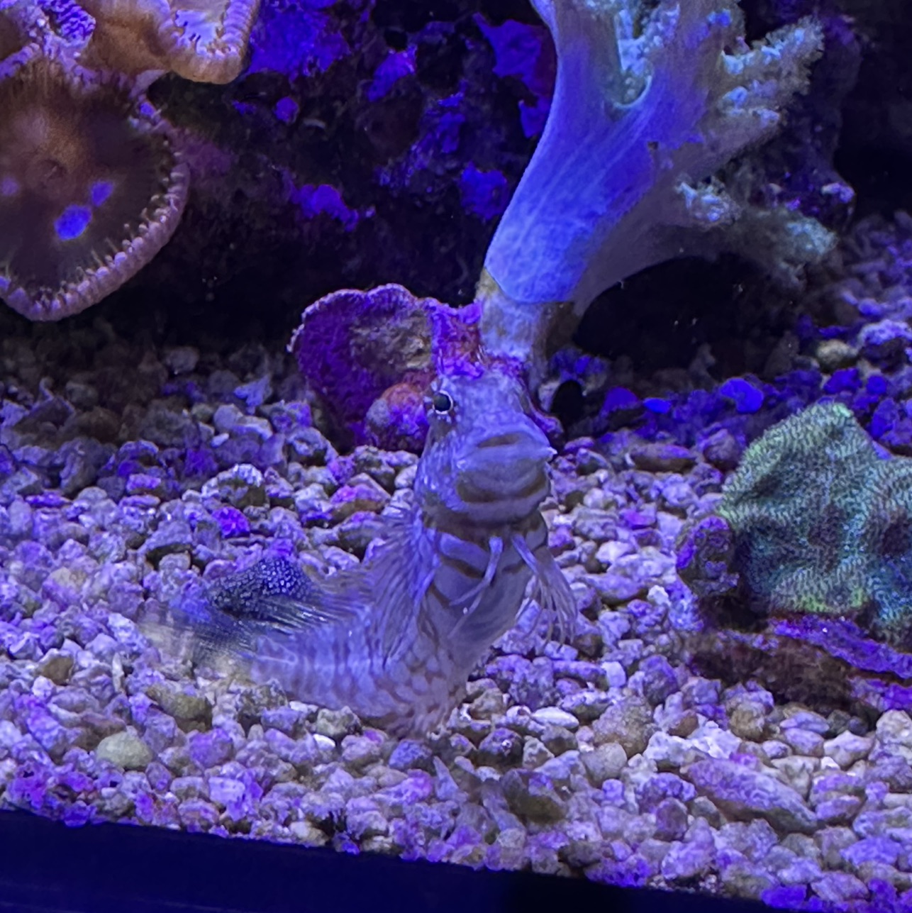 Lawn Mower Blenny