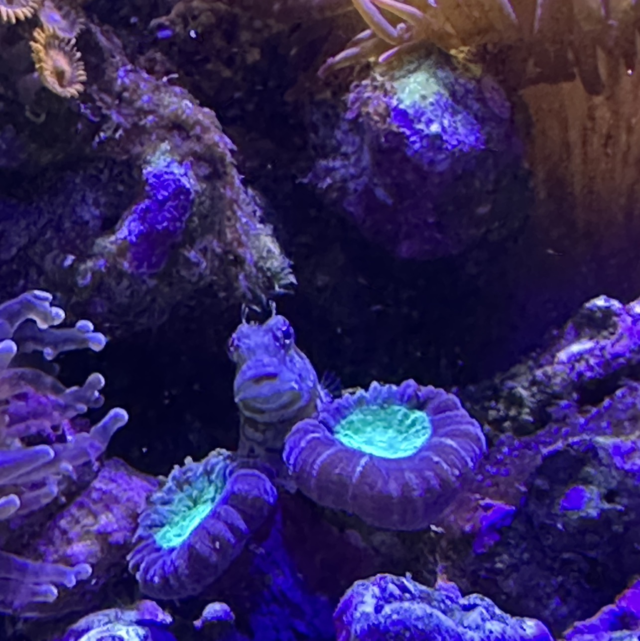 Lawn Mower Blenny