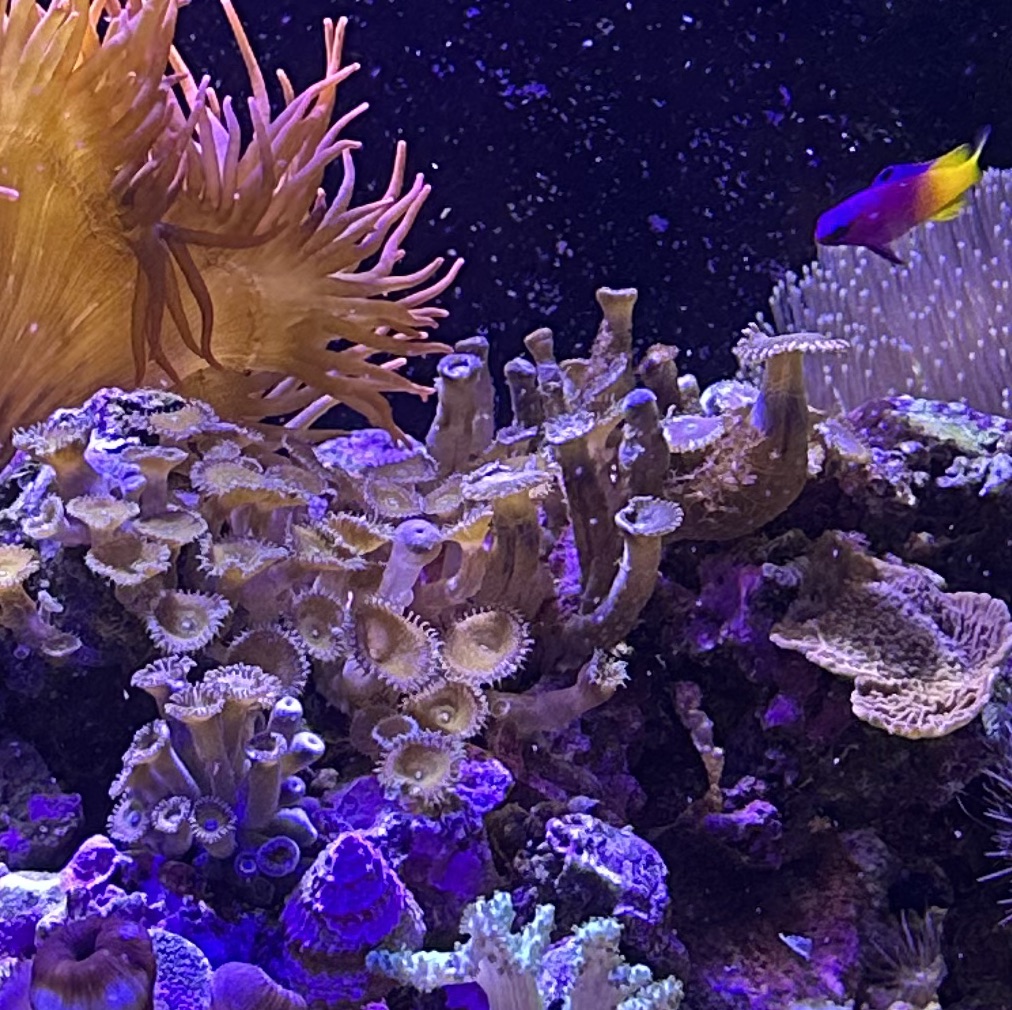 Royal Gramma hovering near live rock