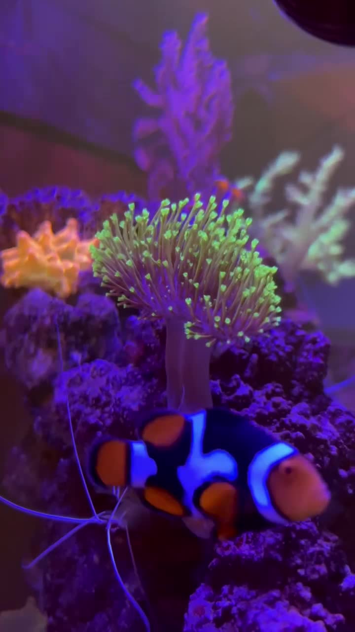 Black Picasso Clownfish