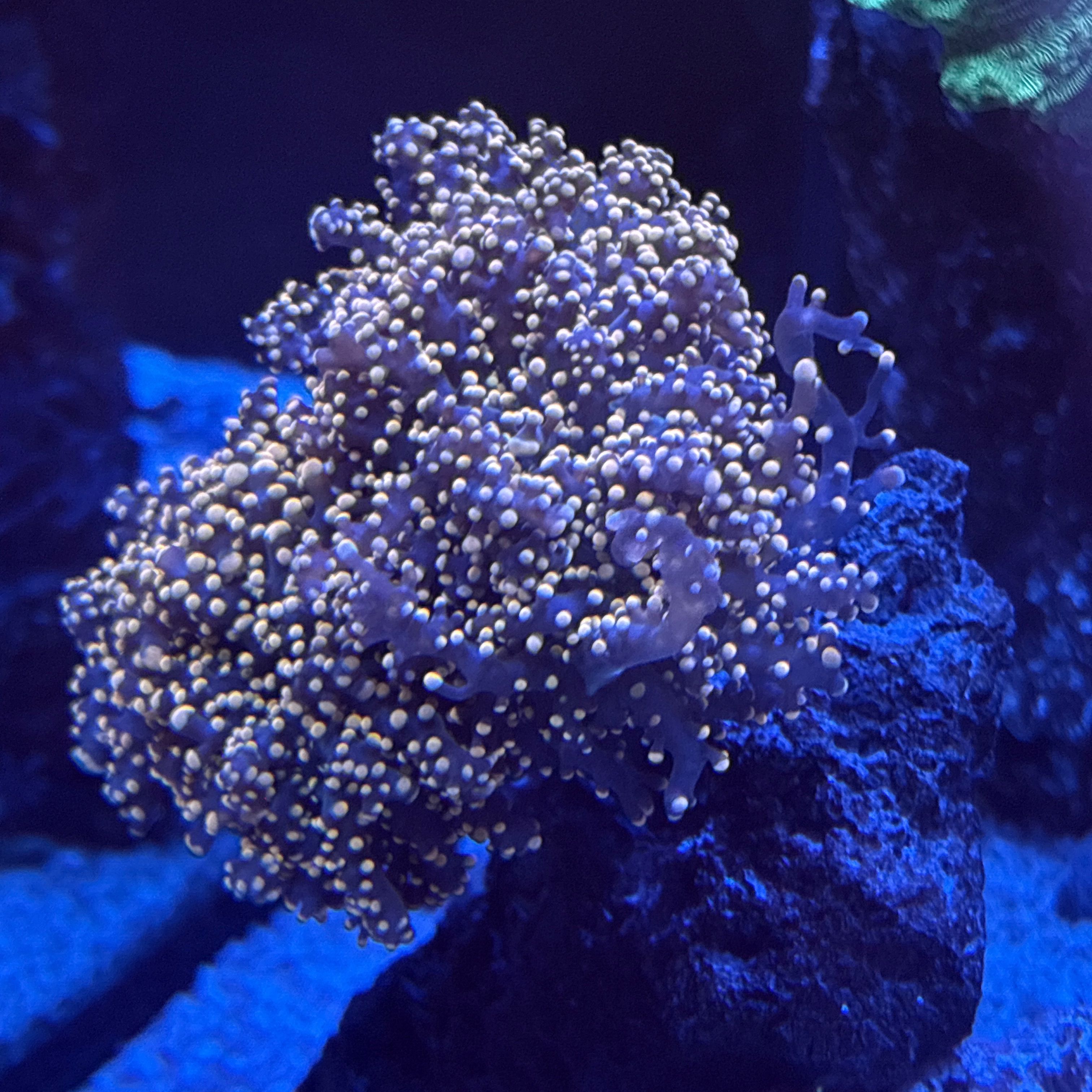 Octospawn