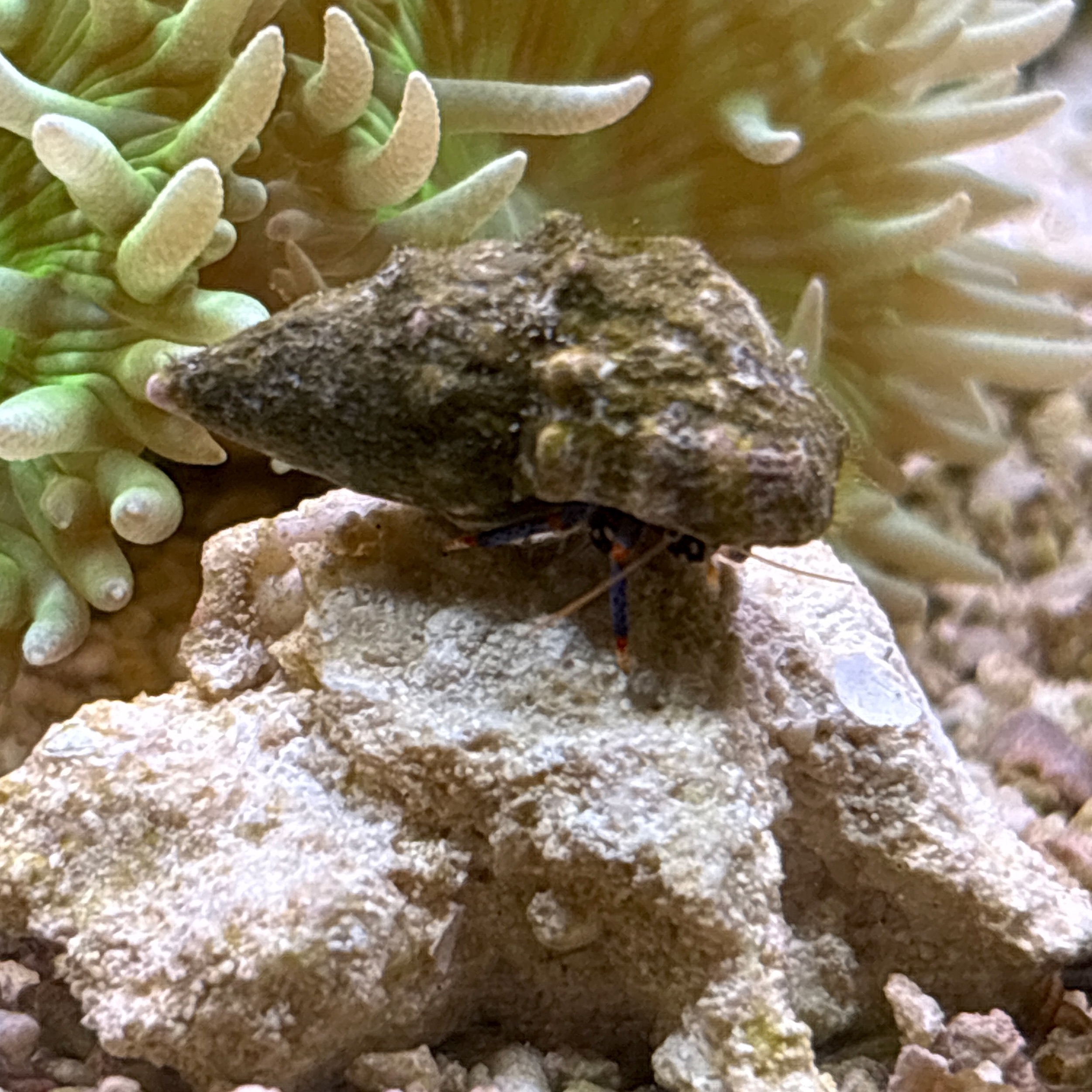 Blue Legged Hermit Crab