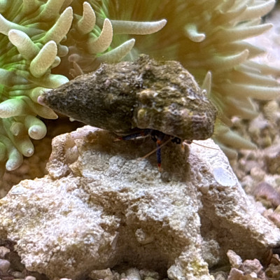 Invertebrate Library Preview