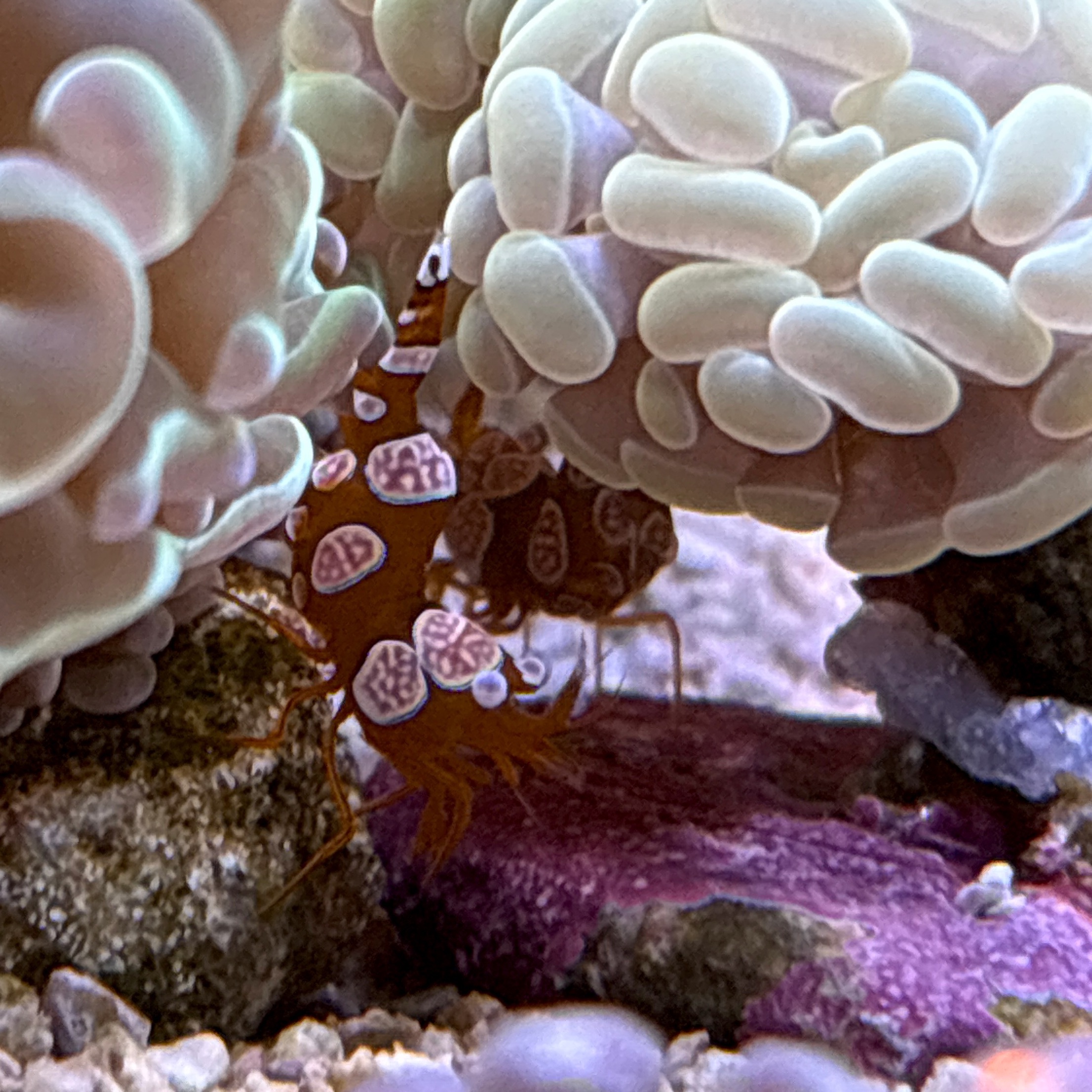 Sexy Shrimp