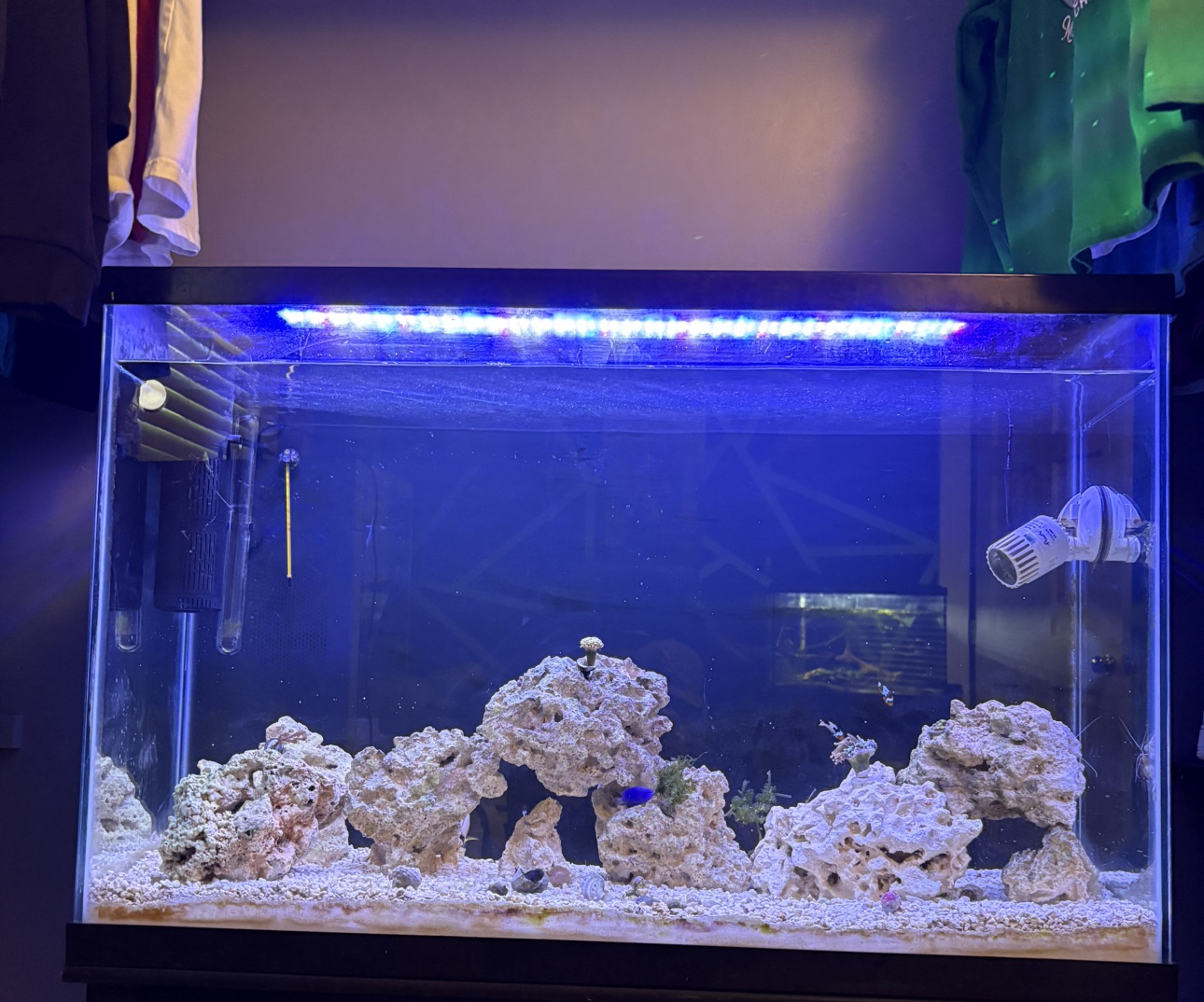 Bubble Tip Anemone