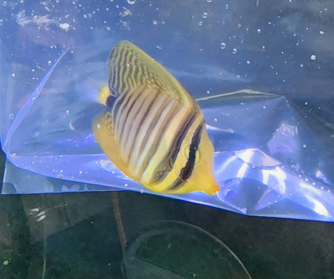 Sailfin Desjardinii