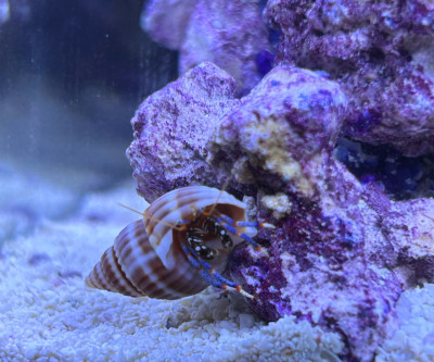 Invertebrate Library Preview