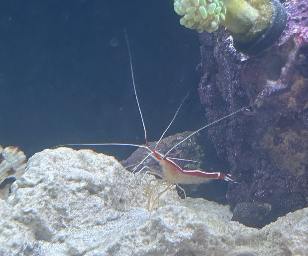 Cleaner Shrimp