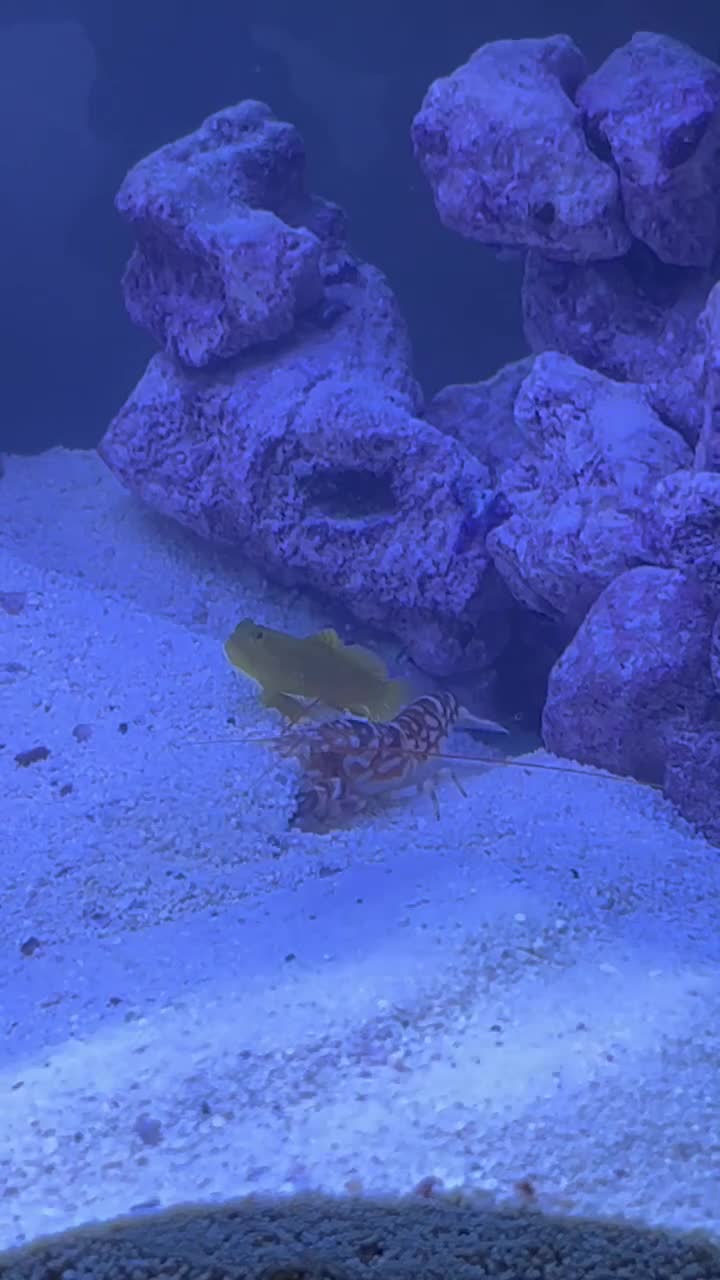 Pistol Shrimp