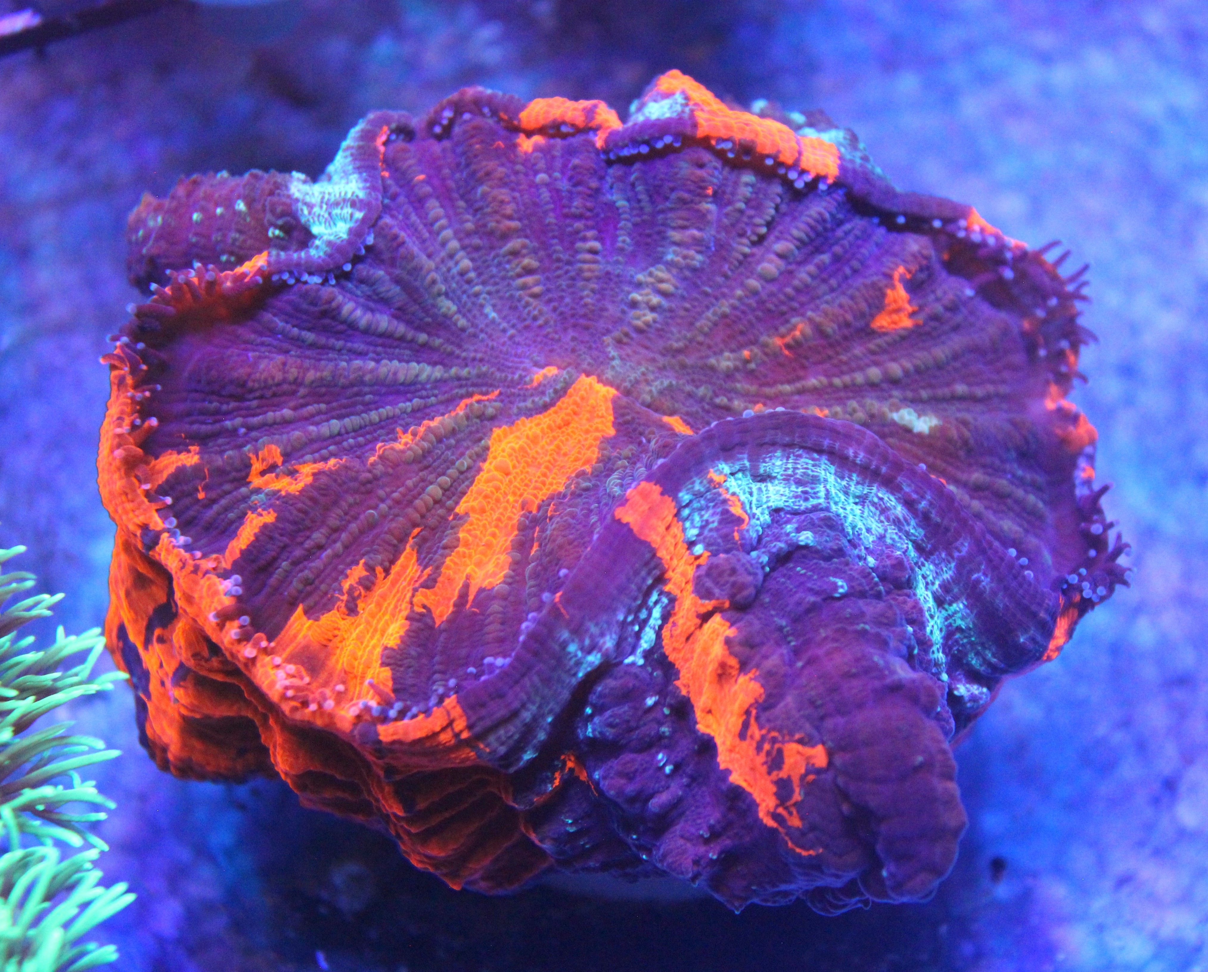 Acanthophyllia