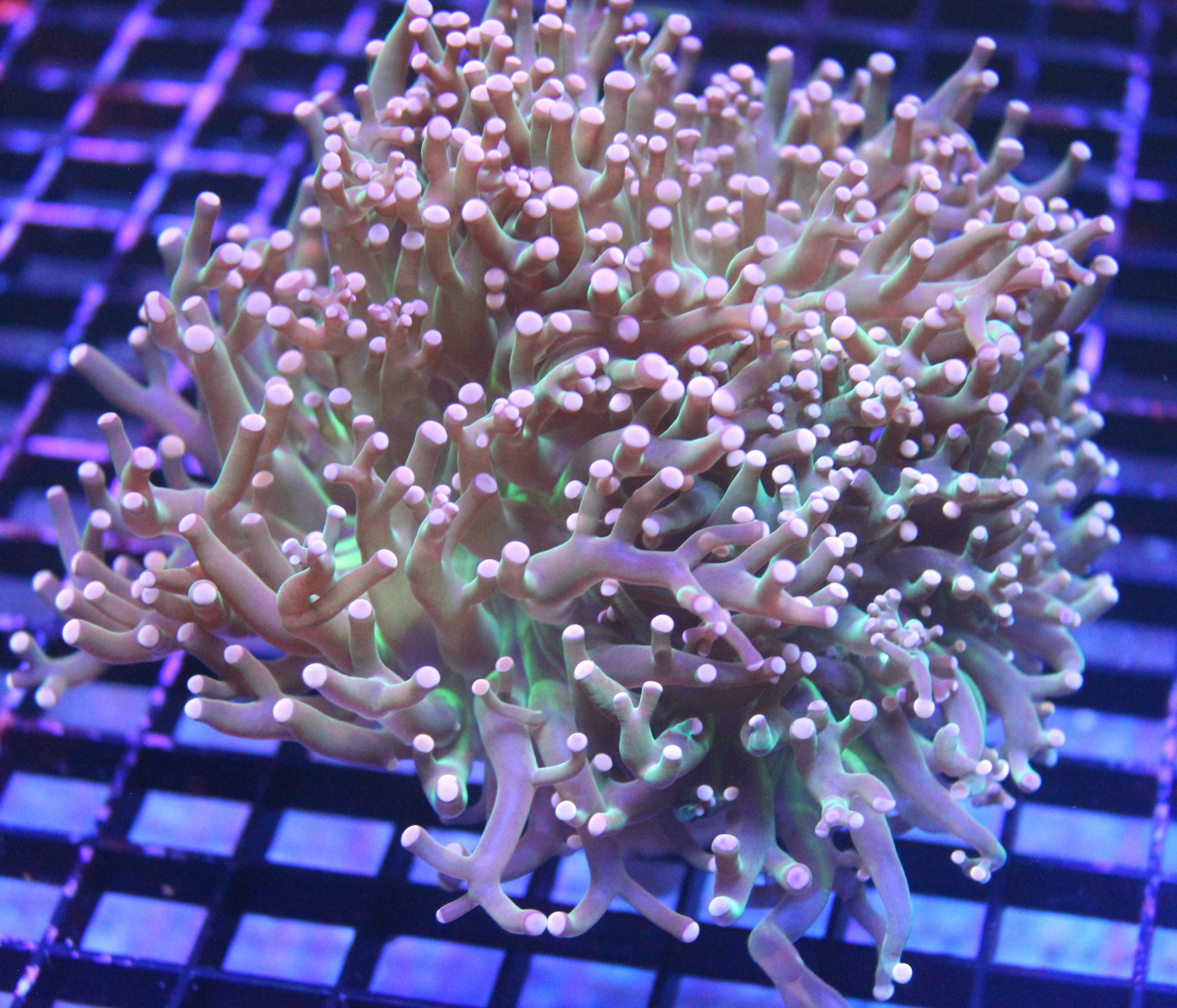 Frogspawn