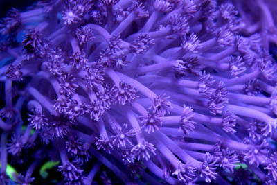 Coral Library Preview