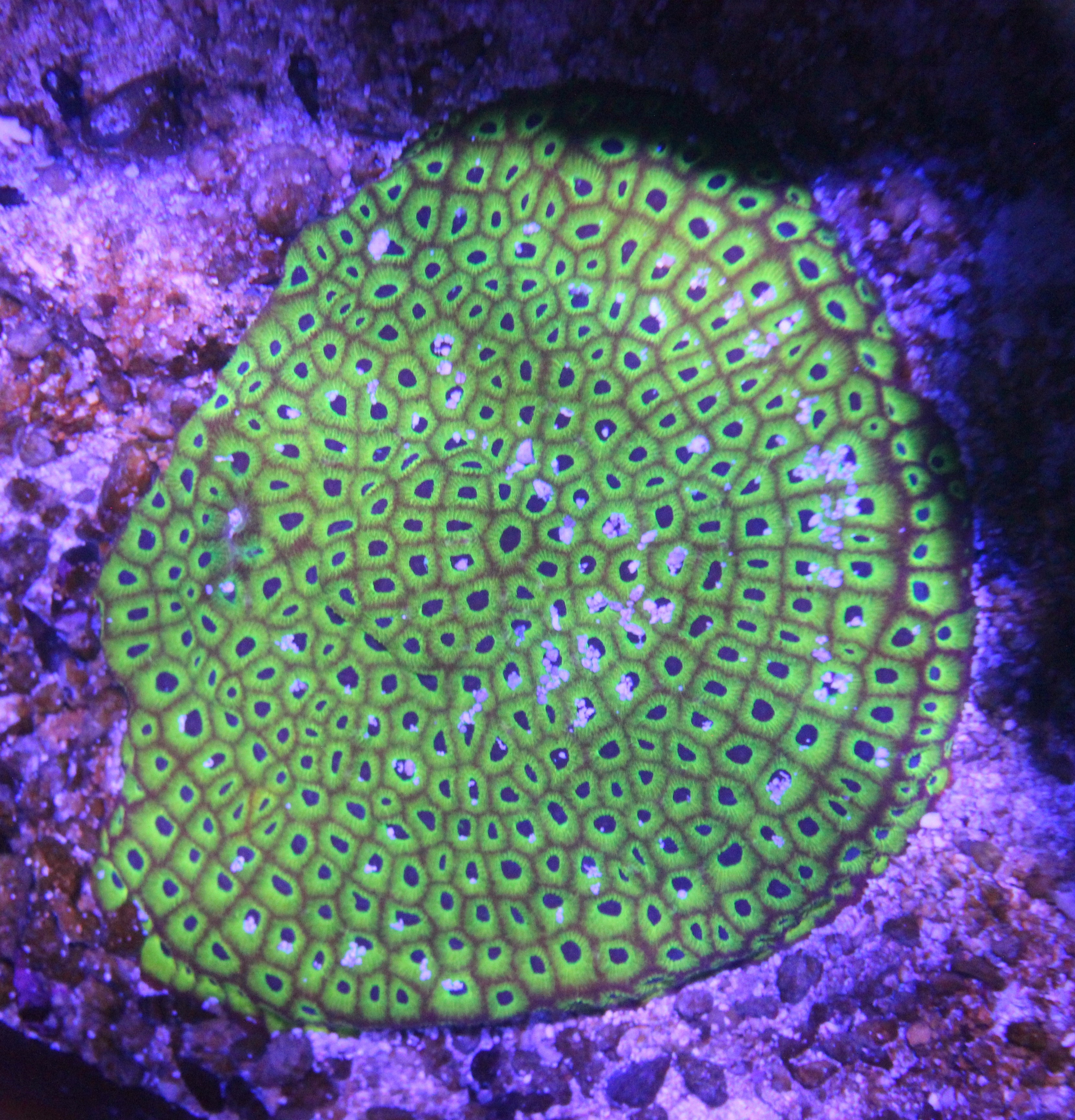 Brain Coral