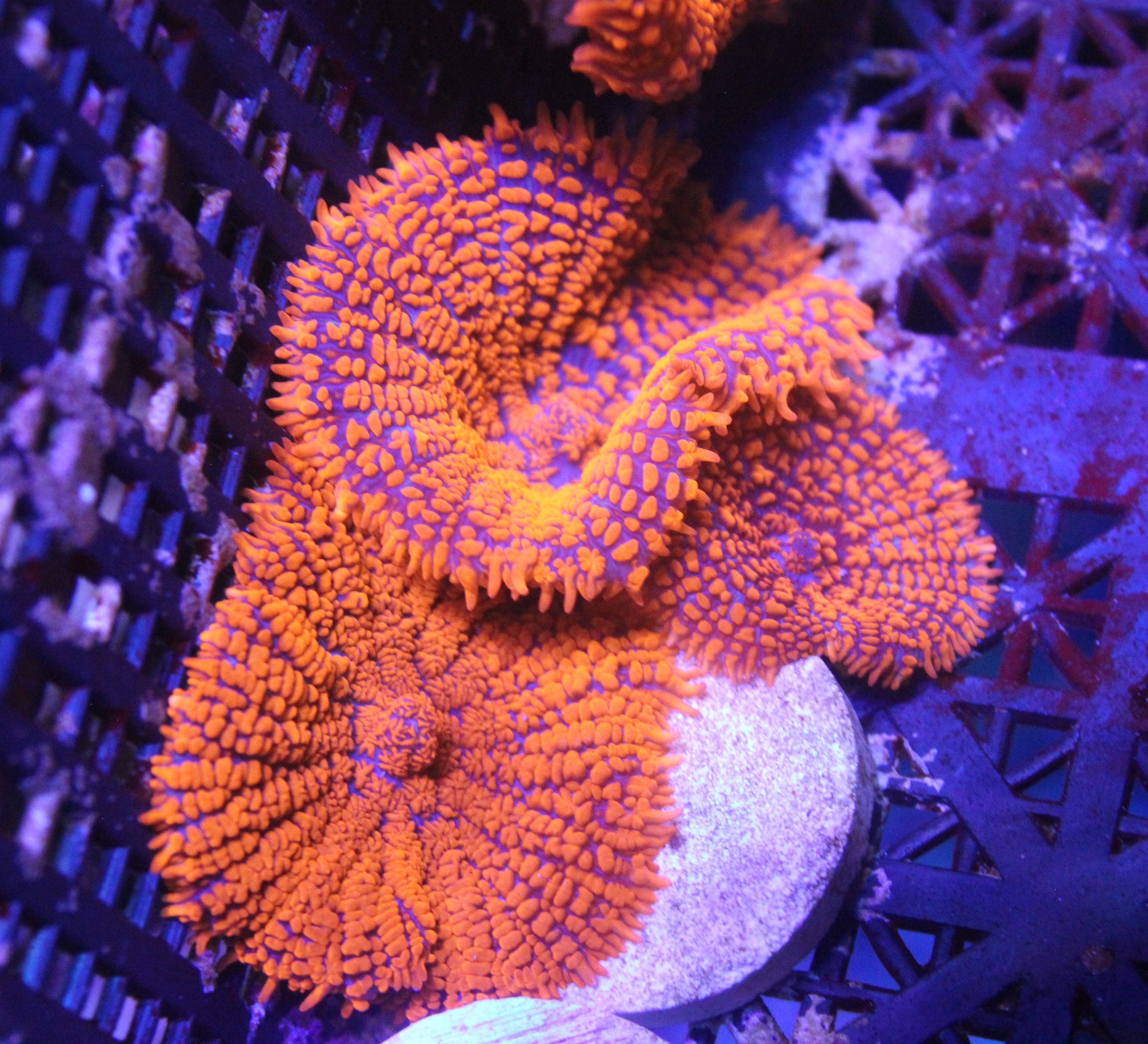 Rhodactis Mushroom