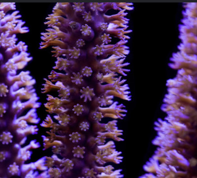 Purple Candelabra Gorgonian