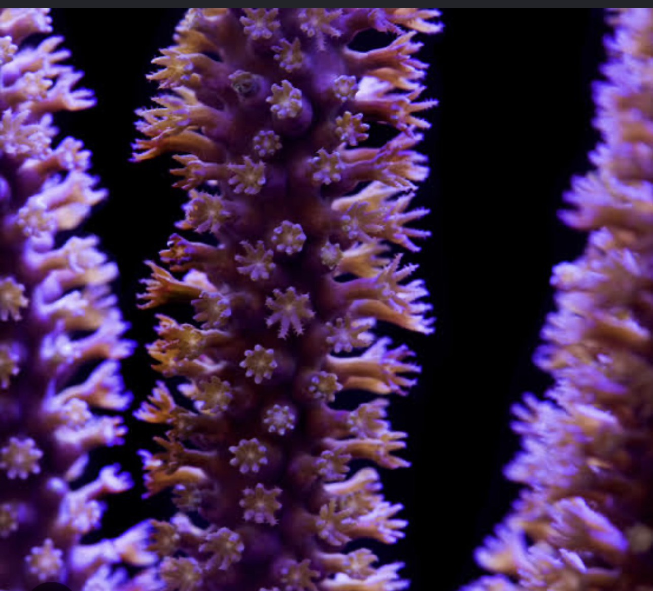 Purple Candelabra Gorgonian