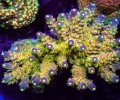 Walt Disney Acropora