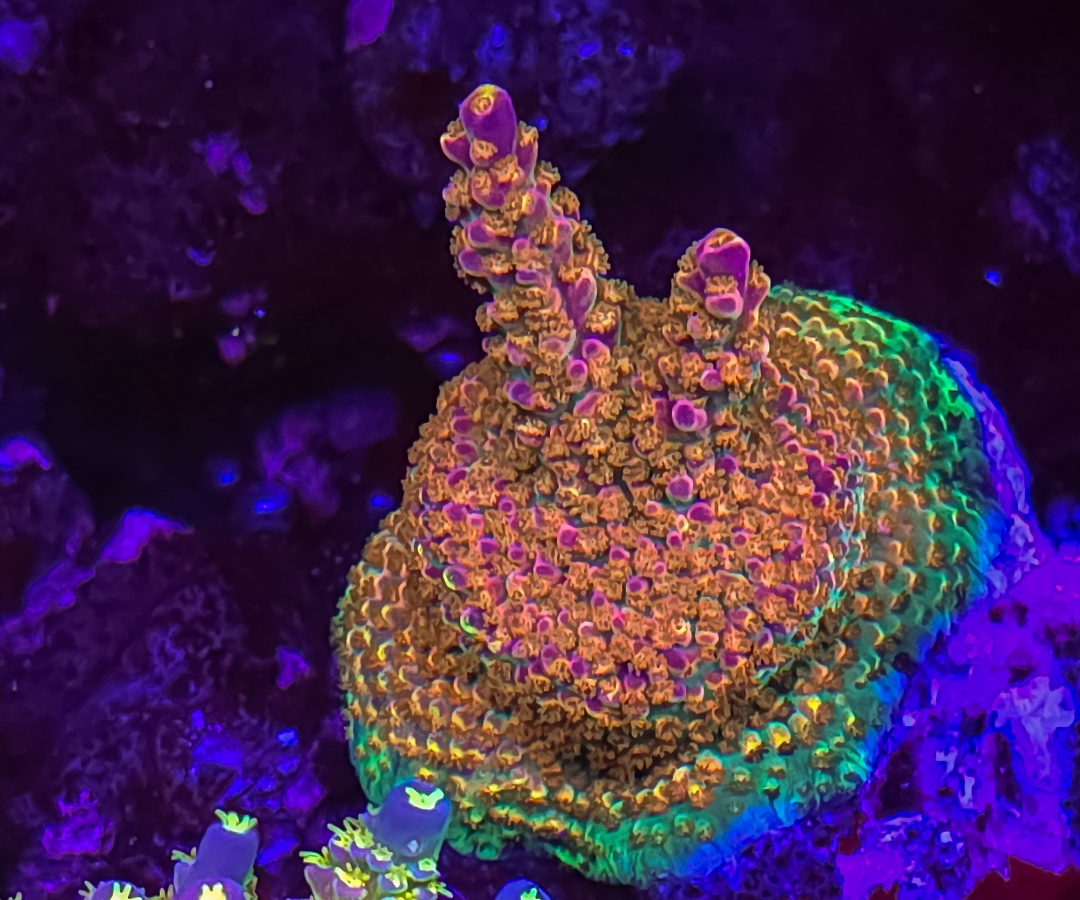 BC Bubblebath Unicorn Acro